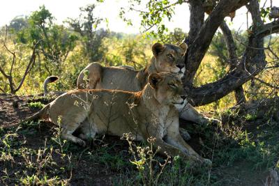 Two lionesses.jpg