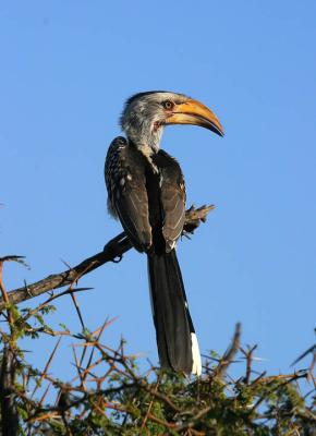 yellow billed  hornbill .jpg