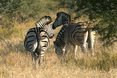 Zebra stripes.jpg