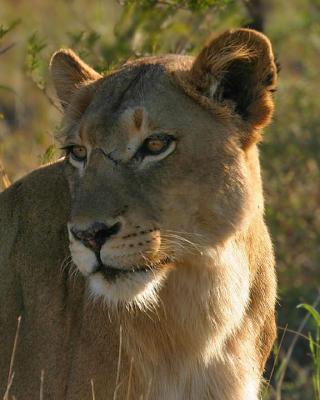 Young lioness.jpg