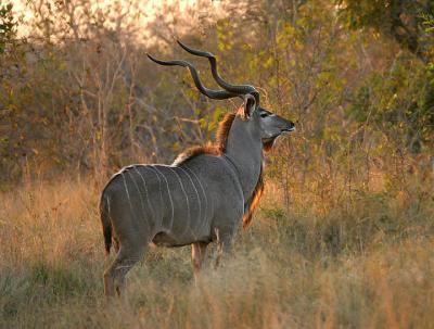 Kudu  in late afternoon sun .jpg