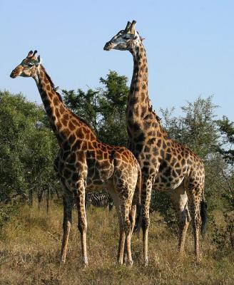 Giraffe and lady friend.jpg