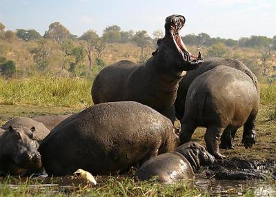 Hippo yawn.jpg