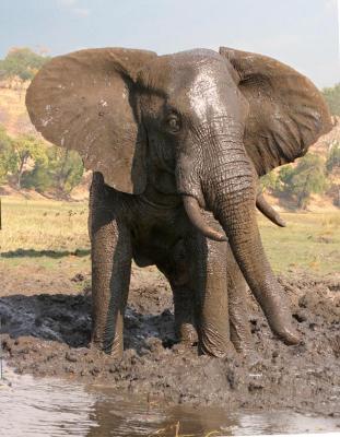 Elephant Mud Bath.jpg