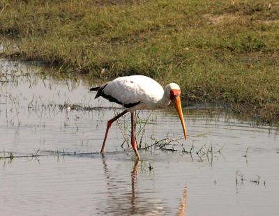 Yellow Billed Stork .jpg