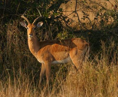 Bachelor Impala.jpg