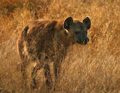 Brown Hyena.jpg