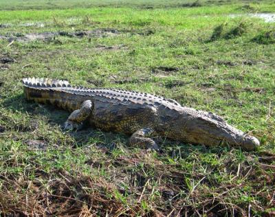 Crocodile Chobe River, Botswana.jpg