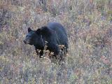 Black bear near Elk Creek