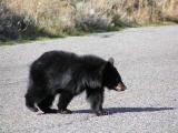 Bear Xing