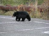 Bear crossing parking lot