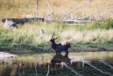 Elk with broken leg