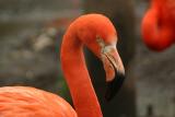 Flamingo (captive)