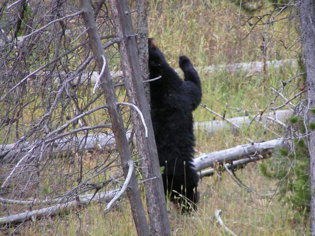 Mom, scratching her back