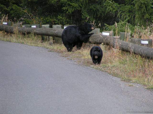 Sow and cub