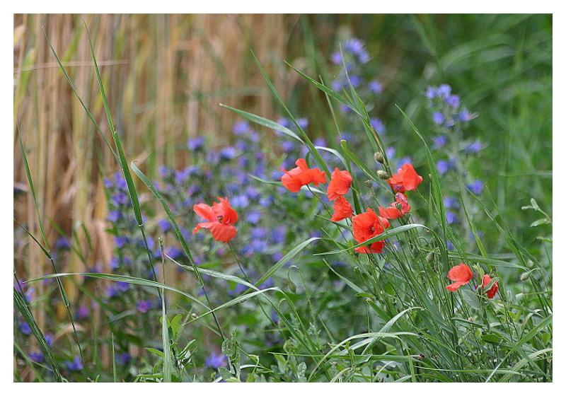 corn poppies.JPG