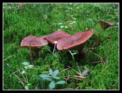 all sorts of mushrooms