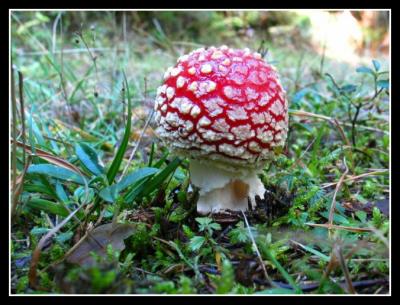 all sorts of mushrooms