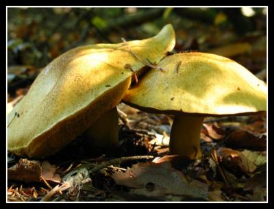 all sorts of mushrooms