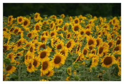 sun flower field.JPG