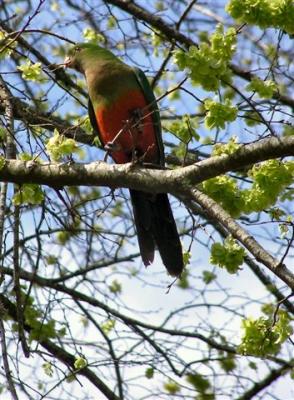 Female King Parrot