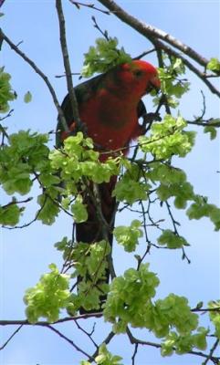 Young Male King Parrot