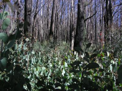 Regrowth after the 2003 bushfires - notice Robert in the middle