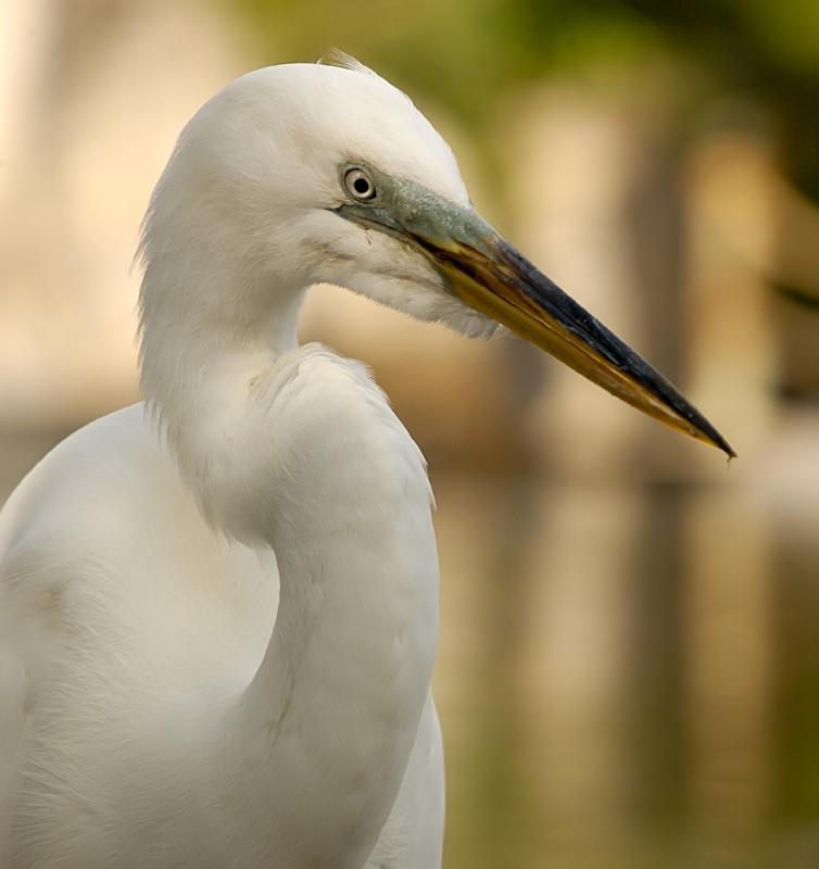 Great Egret