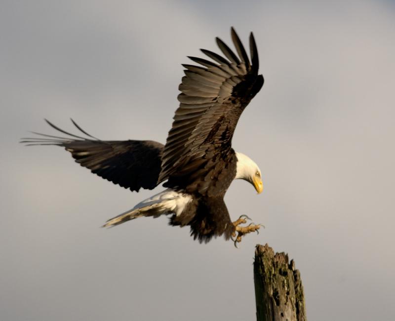 landing