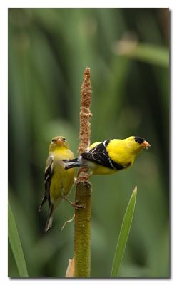 Goldfinch family