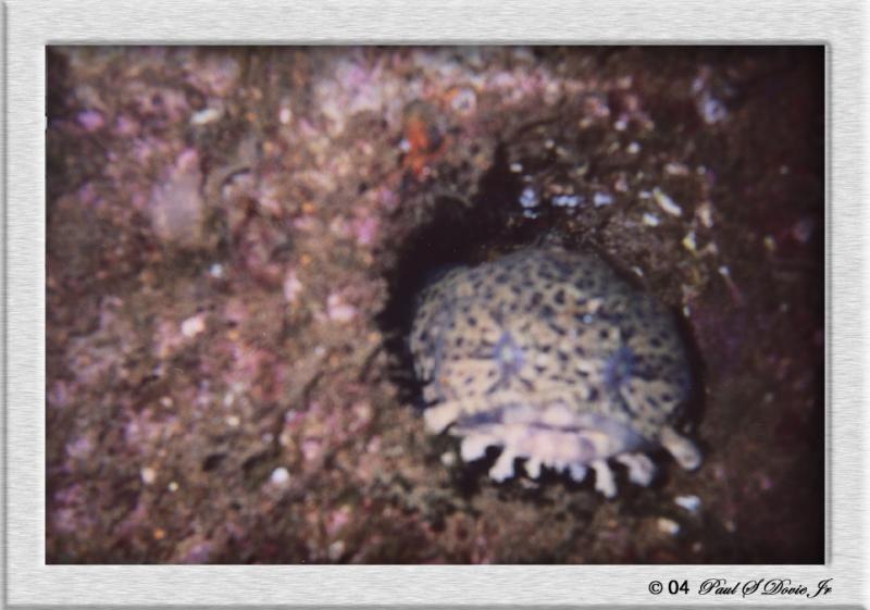 Toadfish.jpg