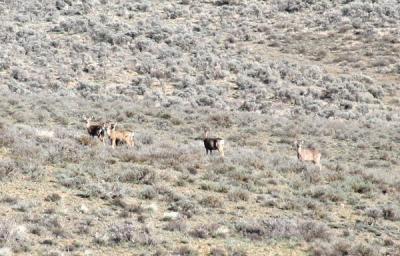 Deer