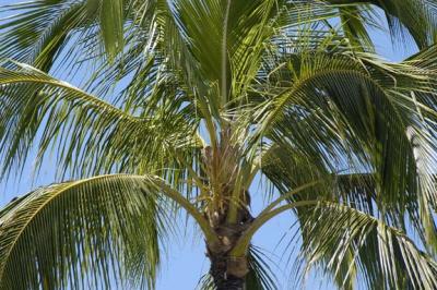 Palm Tree