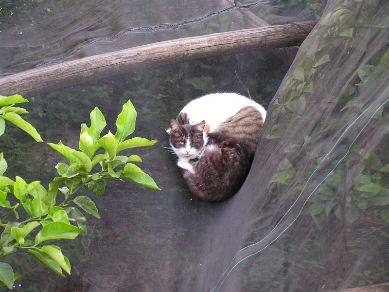 Sleepy cats on netting covering crops