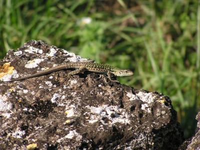 Lizards everywhere