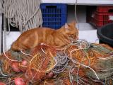 Cat on fisherman's nets