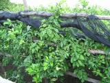 Lemon trees (mmm...Limoncello liquer)