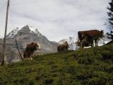 Gimmelwald cows have the best views