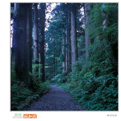 forest 01.jpg