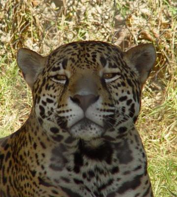 Jaguar