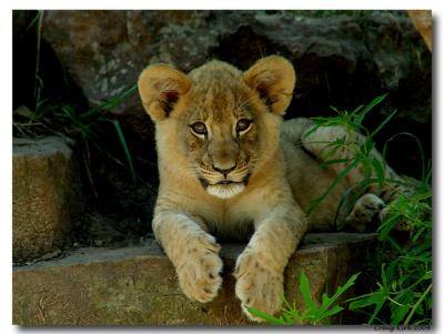 Fort Worth Zoo Layla_FWZ.jpg