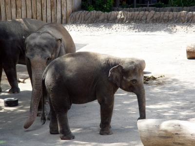 Elephants from the Fort Worth Zoo