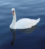 Swan at Loch Ness