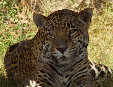 Fort Worth Zoo Jaguar4.jpg