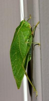 leaf bug