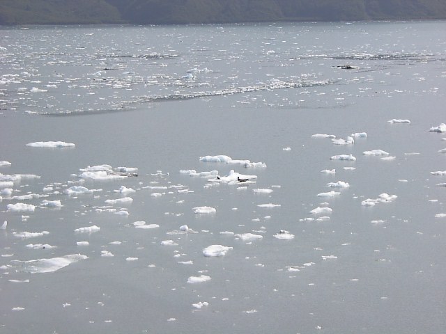 Ice Flows