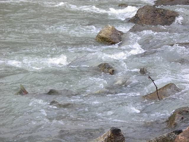 Salmon Swimming Upstream