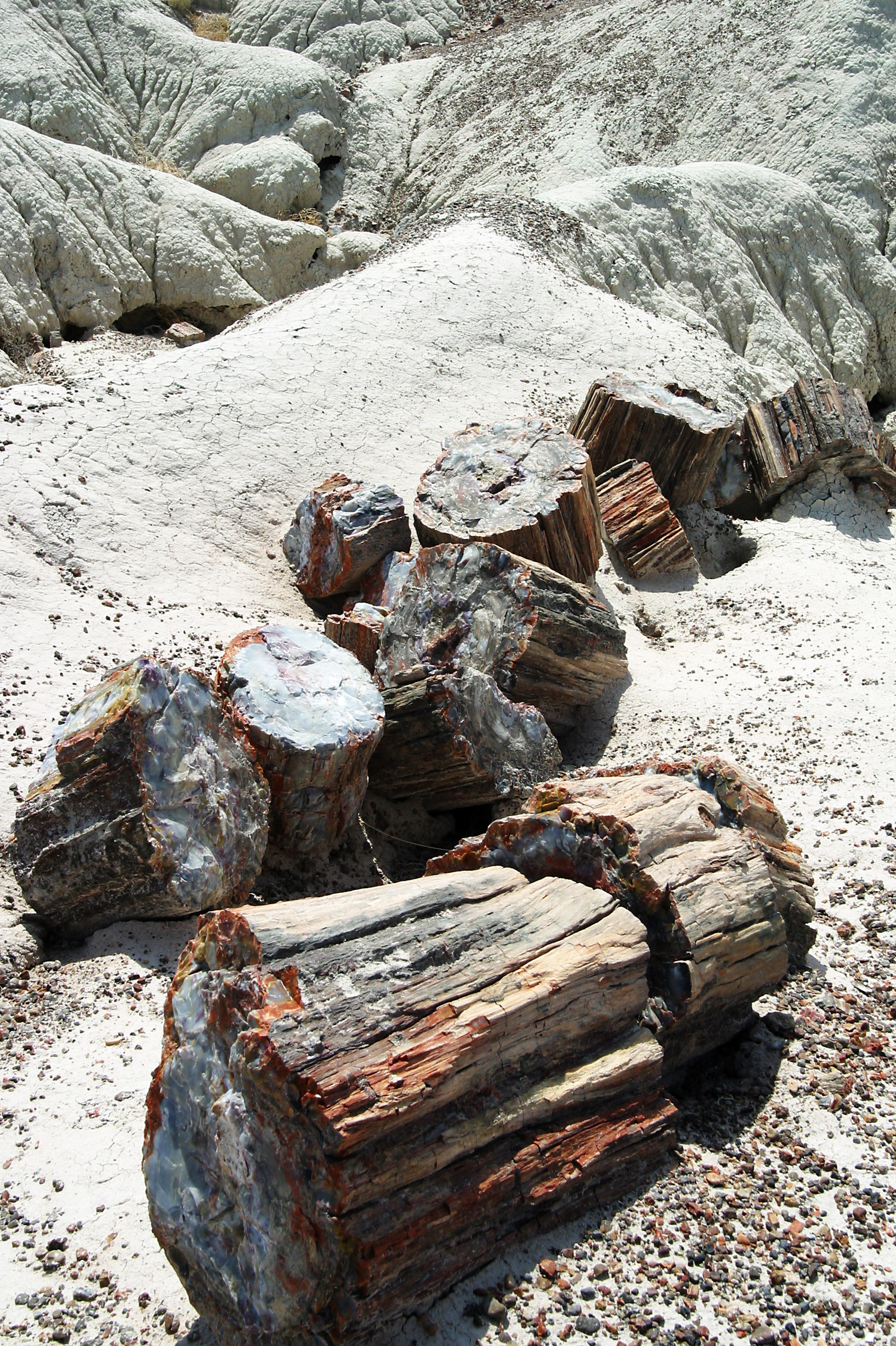 Petrified forest