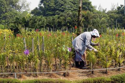 Tending to the Orchids