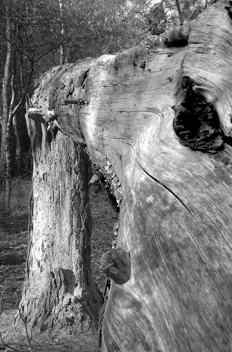 October 28 2003: Triffid Damage?